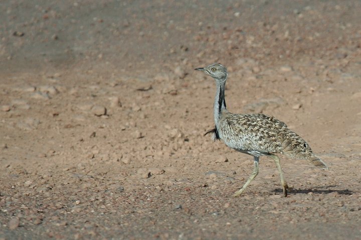 �t�T�G���V���E�m�K��