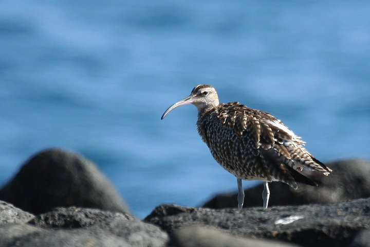 �`���E�V���N�V�M