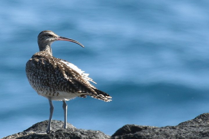 �`���E�V���N�V�M