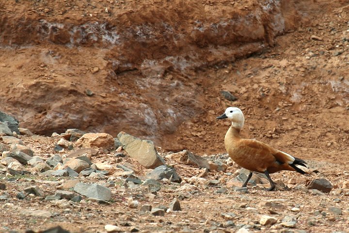 �A�J�c�N�V�K��