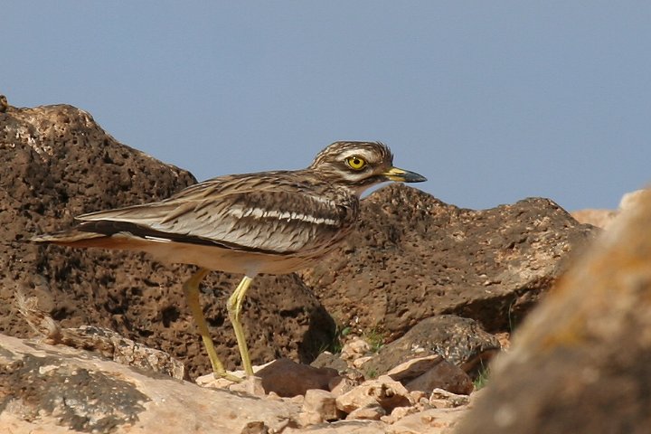 �C�V�`�h��