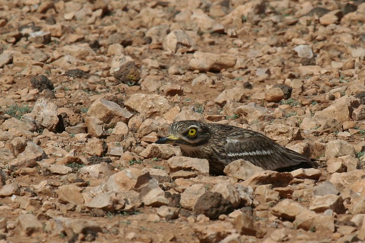 �C�V�`�h��