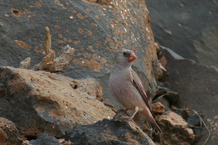 �i�L�}�V�R