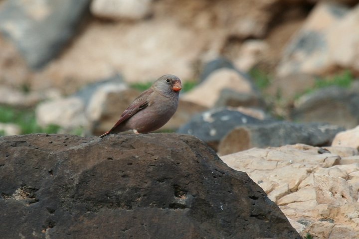 �i�L�}�V�R�̃I�X