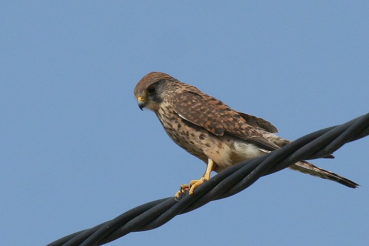 �`���E�Q���{�E