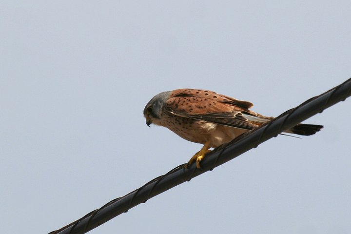 �`���E�Q���{�E�̃I�X