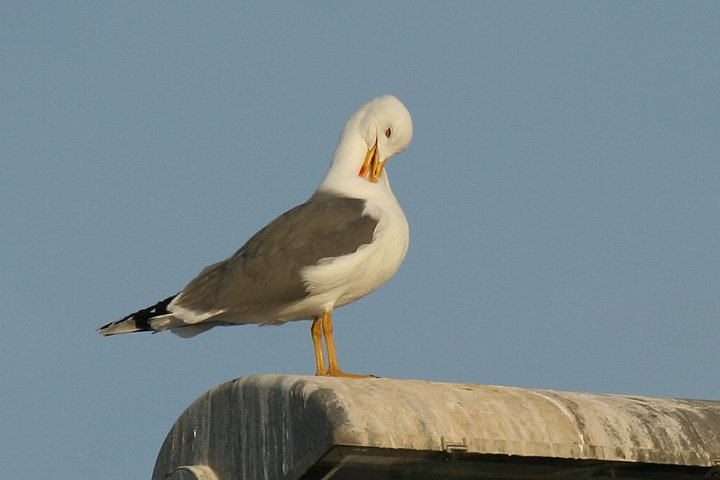 �L�A�V�Z�O���J����