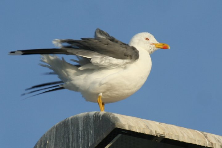 �L�A�V�Z�O���J����