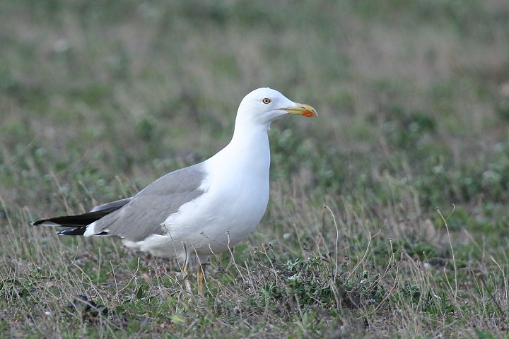 �L�A�V�Z�O���J����