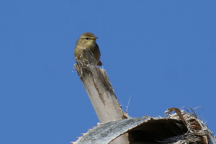 �J�i���[�`�t�`���t