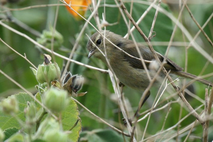 �J�i���[�`�t�`���t