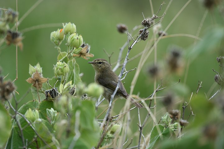 �J�i���[�`�t�`���t