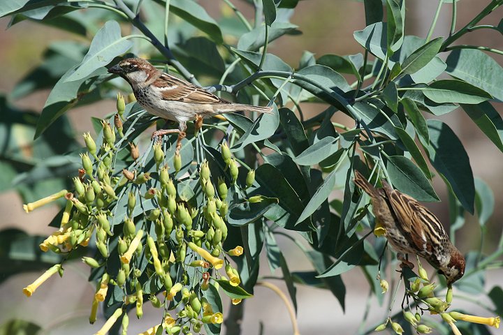 �X�y�C���X�Y��