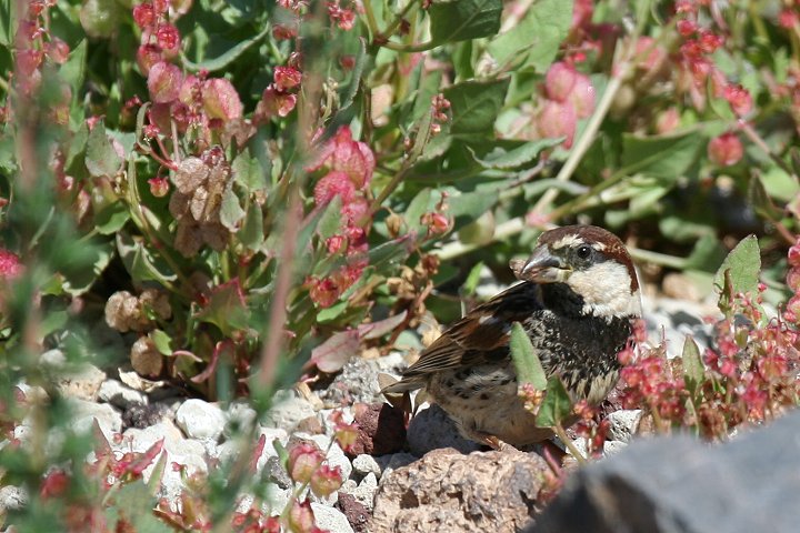 �X�y�C���X�Y��