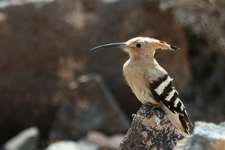 ���c�K�V��