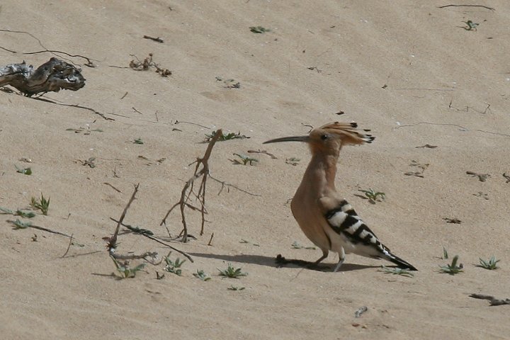 ���c�K�V��