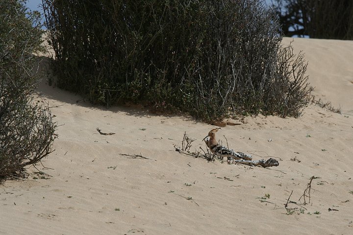 ���c�K�V��