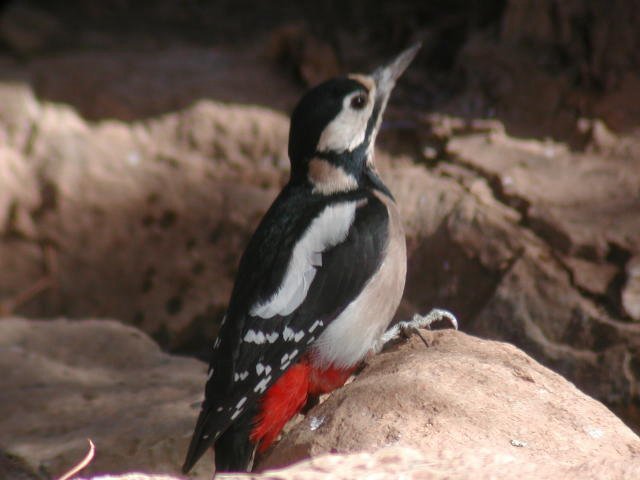 �A�J�Q���̃J�i���A�������탁�X