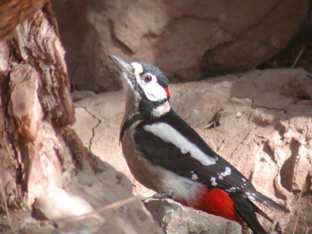 �A�J�Q���̃J�i���A�������큉