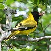 African Black-headed Oriole �A�t���J�Y�L���R�E���C�E�O�C�X