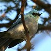 African Blue-flycatcher �\���C���q�^�L