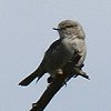 African Dusky Flycatcher �A�t���J�R�T���r�^�L