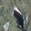 African Fish Eagle �T���V���N�E�~���V