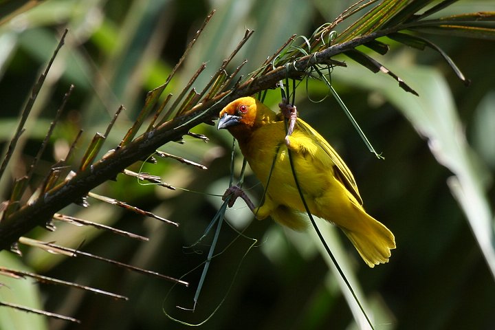 African Golden Weaver