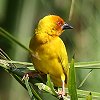 African Golden Weaver �R�K�l�n�^�I��