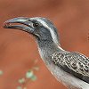 African Grey Hornbill �n�C�C���R�T�C�`���E