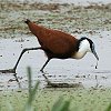 African Jacana �A�t���J�����J�N