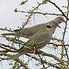 African Mourning Dove �A�t���J�V���R�o�g