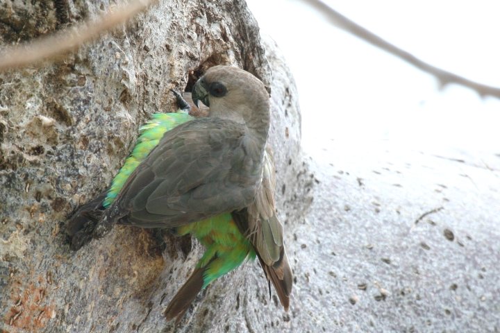 African Orange-bellied Parrot