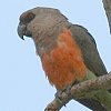 African Orange-bellied Parrot �A�J�n���n�l�i�K�C���R
