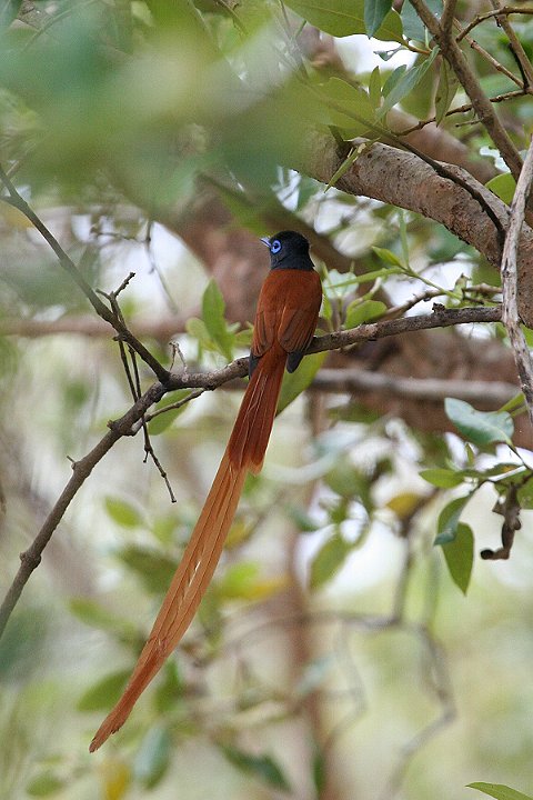 African Paradise-flycatcher