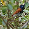 African Paradise-flycatcher �A�t���J�T���R�E�`���E