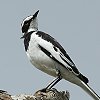 African Pied Wagtail �n�W���n�N�Z�L���C