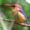 African Pygmy Kingfisher �q���V���E�r��