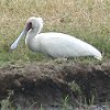 African Spoonbill�@�A�t���J�w���T�M