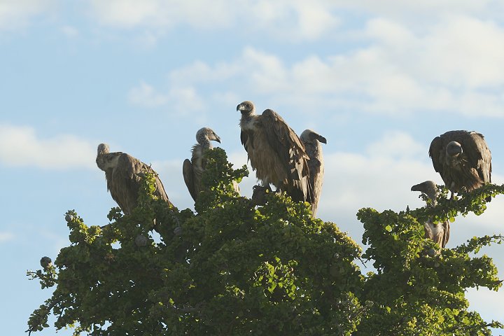 African White-backed Vultures
