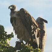 African White-backed Vulture �R�V�W���n�Q���V
