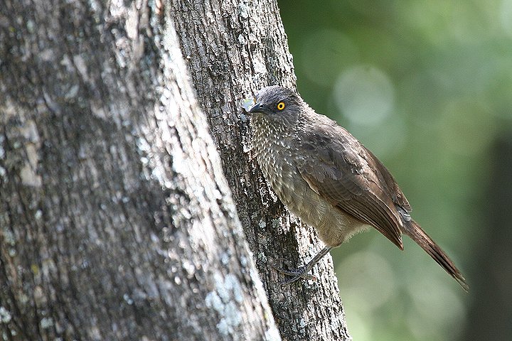 Arrowe-marked Babbler