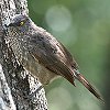 Arrow-marked Babbler ���������u�`���h��