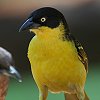 Baglafecht Weaver �~�~�O���n�^�I��
