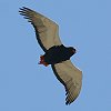 Bateleur �_���}���V