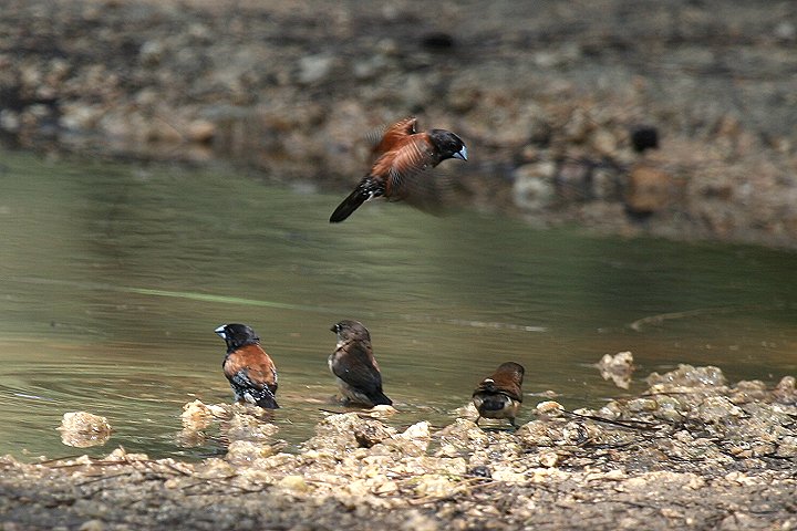 Black-and-white Mannikin