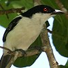 Black-backed Puffback �Z�O���t�N�����u���Y
