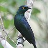 Black-bellied Starling �N���n���e�����N