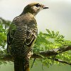 Black Cuckoo-shrike �A�t���J�N���T���V���E�N�C