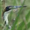 Black-headed Heron�@�Y�O���A�I�T�M